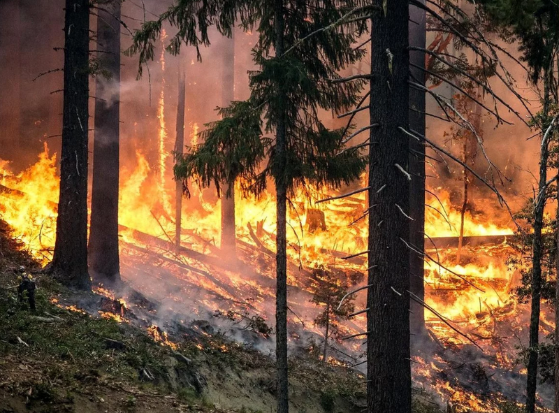 Лесные пожары: есть польза для деревьев?
